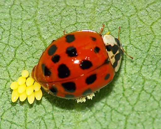 Twospotted lady beetle laying eggs. This ladybug is infected with a fungal parasite (Hesperomyces) on its right side.