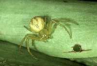 Figure 10: Crab spider.