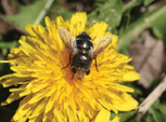 Figure 12: Tachnid fly feeding on nectar.