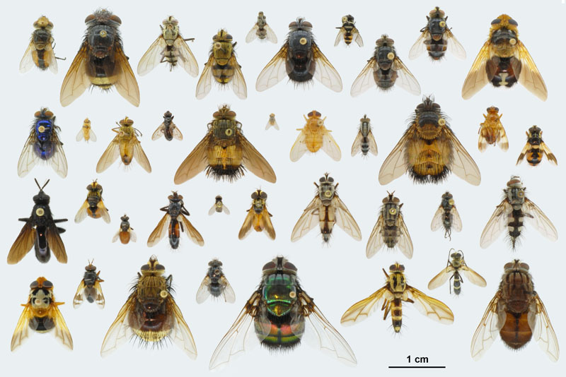 Figure 13. Representative Tachinidae. Row 1 (top), left to right: Exoristinae, Gonia porca, Belvosia bifasciata, Calolydella lathami, Chrysoexorista ochracea, Cyzenis browni, Leschenaultia fusca, Trigonospila sp., Lespesia stonei, Winthemia vesiculata. Tachininae, Microtropesa sp. Row 2: Tachininae, Chrysotachina sp., Siphona (Siphona) lutea, Genea sp., Euscopolia dacotensis, Xanthoepalpus bicolor, Siphona (Baeomyia) xanthogaster, Ormia reinhardi, Vanderwulpia sequens, Paradejeania rutilioides, Oestrophasia sp., Neximyia sp. Row 3: Phasiinae, Penthosia satanica, Gymnosoma par, Besseria brevipennis, Cylindromyia (Cylindromyia) euchenor, Phasia aldrichi, Trichopoda sp. Dexiinae, Zelia vertebrata, Billaea sp., Periscepsia (Ramonda) clesides, Uramya halisidotae. Row 4: Dexiinae, Amphitropesa sp., Euthera tentatrix, Euchaetogyne roederi, Voria aurifrons, Rutilia (Donovanius) regalis, Euantha litturata, Cordyligaster septentrianalis, Trixodes obesus.
