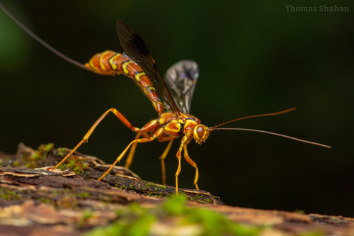 Figure 14: Long-tailed Giant Ichneumonid Wasp (Megarhyssa macrurus)