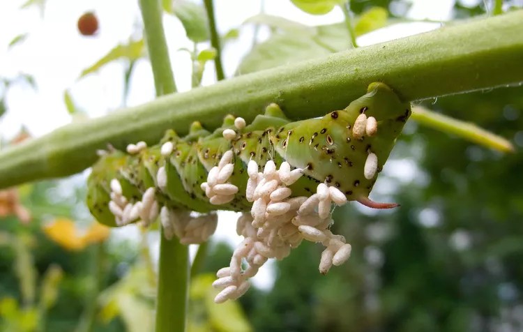 Figure 15: The cocoons on this hornworm's back are young wasps. They'll soon kill it and move on to new hosts. (Photo: Wikimedia Commons)