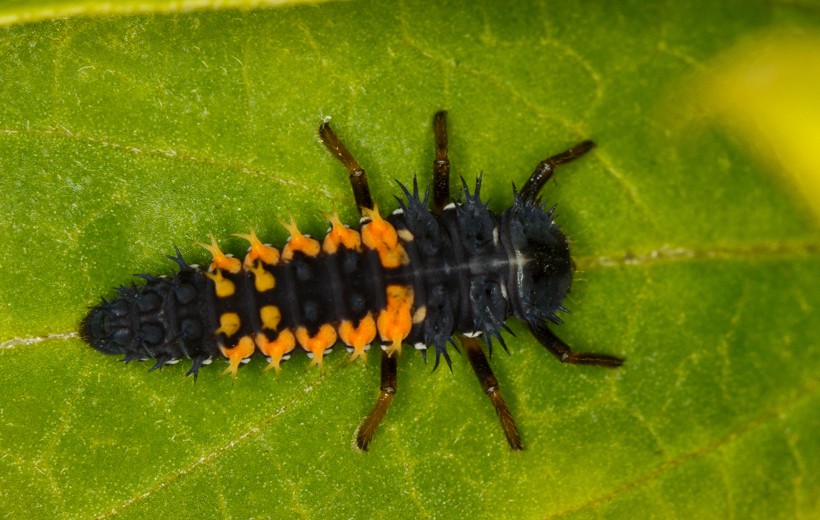 The larva of a harlequin ladybird.