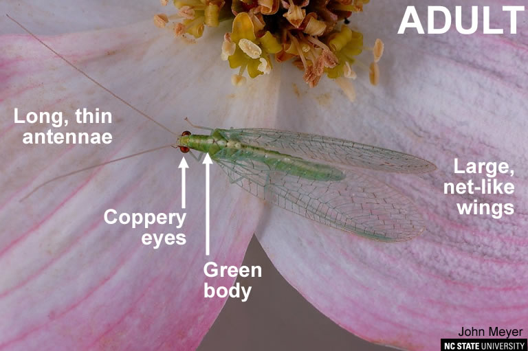 Green lacewing adult.