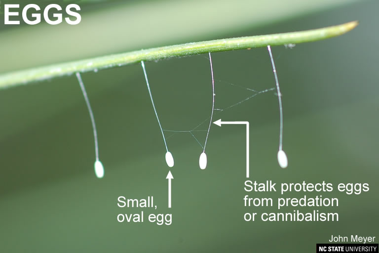 Green lacewing eggs.