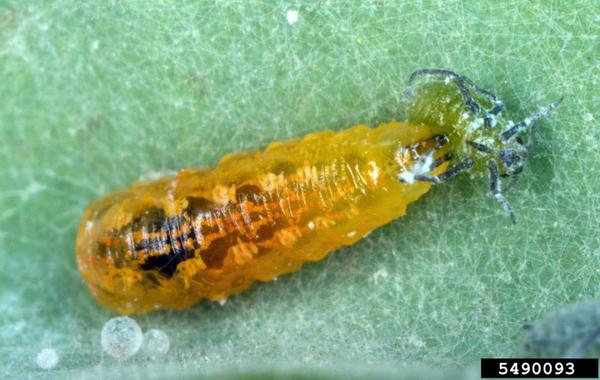 Syrphid fly larva. David Cappaert, Michigan State University, Bugwood.org