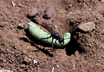 Figure 9: Hunting wasp (Ammophila) at prey with caterpillar.