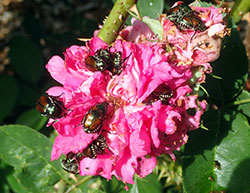 A rose blossom being visited by a about ten Japanese beetles. This flower is a highly favored food for this insect.