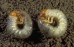White grubs (larvae) of the Japanese beetle.