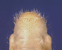 The rastral pattern that is distinctive for white grubs of the Japanese beetle. The rastral pattern is located on the underside of the tip of the abdomen.