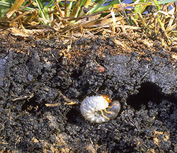 White grub feeding on the roots of grasses.
