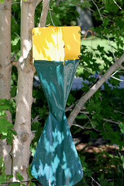 Typical trap used to capture adults 
of the Japanese beetle.