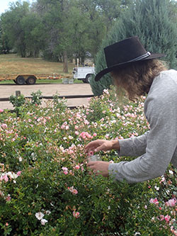 Hand picking Japanese beetles off a flower shrub, a useful way to reduce damage by Japanese beetles. 