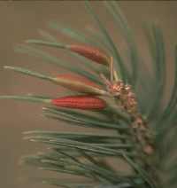 Figure 10: Spindlegall midge. 