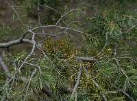 Figure 2: Dwarf mistletoe broom and plants. 