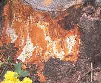 Figure 3: White fungal fans of Armillaria spp. 