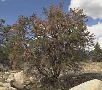 Figure 4: Erratic branch mortality of pinyon decline. 
