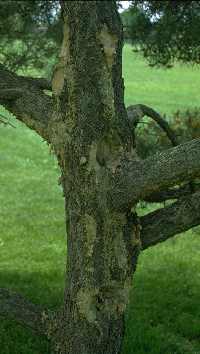 Figure 5: Pitch mass borer damage. 
