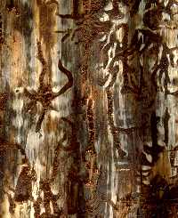 Figure 6: Ips galleries on pinyon. 