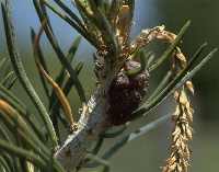 Figure 7: Pinyon tip moth. 