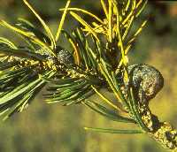 Figure 8: Pinyon pitch nodule moth. 