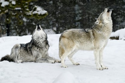 Two wolves in a snowy forest, one is laying down and one is standing. Both wolves are howling with snow lightly falling around them. 