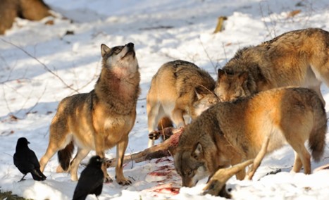 Four wolves in a snowy landscape. Three of them are feeding on another animals, the snow around is traced with blood, the fourth one is looking up.