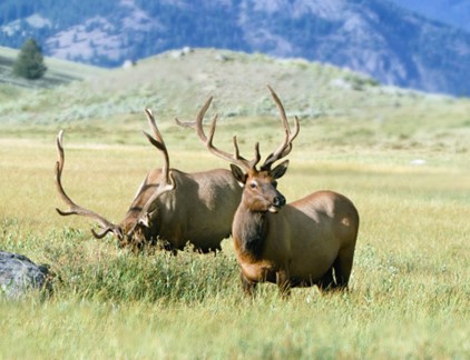 Two elk with large antlers in a grassy field with mountains in the background. One elk faces forward while the other one has its head down grazing.