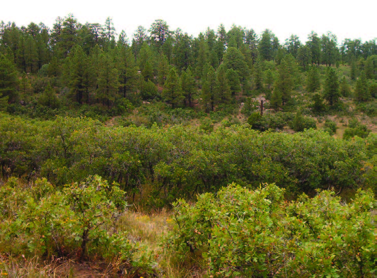 Typical oak brush growth in Colorado.