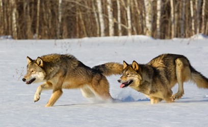 Two wolves mid sprint, running through an open, snowy field with trees lining the background.