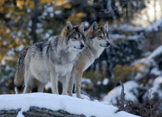 Two wolves standing on a snow covered rock in a forest, looking attentively into the distance. 