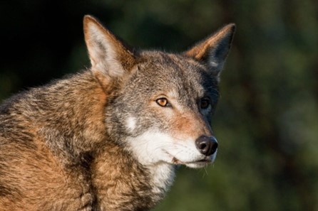 Close up of a red wolf (Canis rufus) looking off into the distance. The background is blurred greenery. 