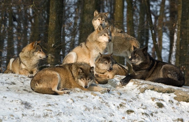 A pack of 6 wolves, varying in color from gray to brow, resting on a snowy landscape with trees behind them. 