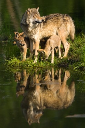 Adult wolf with her three pups standing on a grassy patch next to a body of water. 