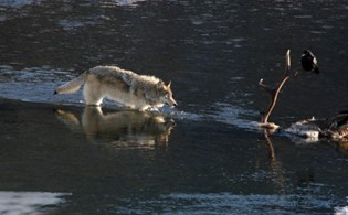 Wolf approaching elk carcass in stream.
