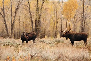 Two moose standing in brush with trees behind them. 