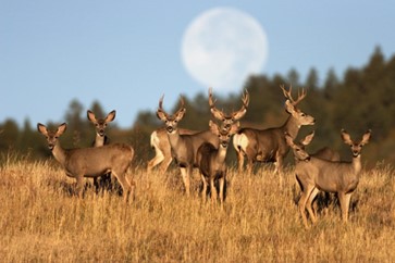 Herd of deer standing in an open field. Trees are lines in the background with a full moon in the sky.