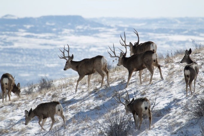 Herd of deer walking and grazing along a snowy hillside.