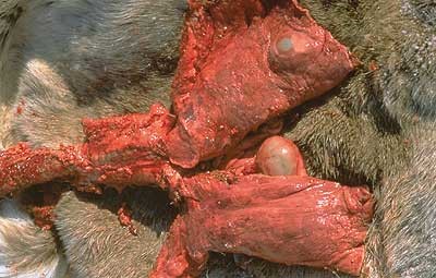 Tapeworm cysts in moose lung.