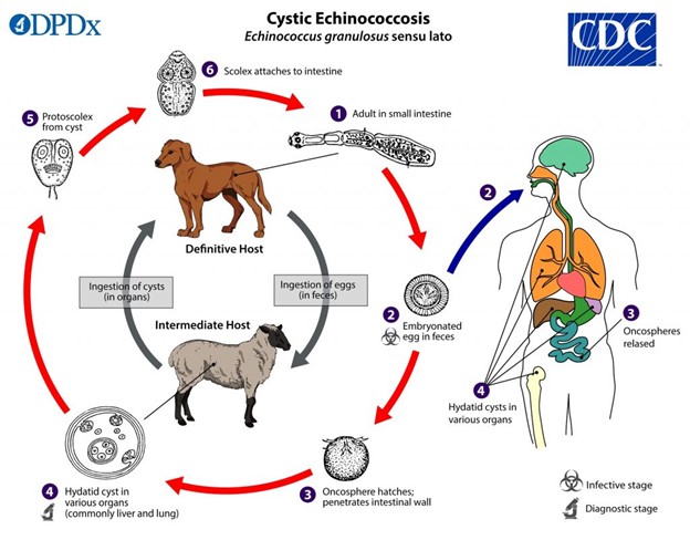 Echinococcus life cycle for domestic cycle of tapeworm infection, including domestic dogs and domestic livestock.