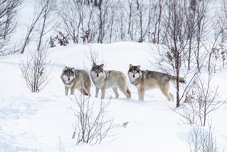 Three wolves standing in a snowy landscape. All three are facing the camera and look alert. 