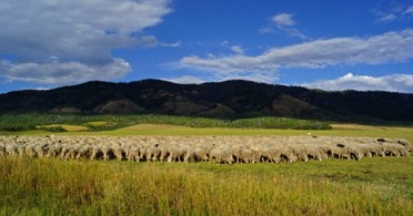 Large flock of sheep grazing a green field. Trees cover the rolling hills in the background under a partly cloudy blue sky.