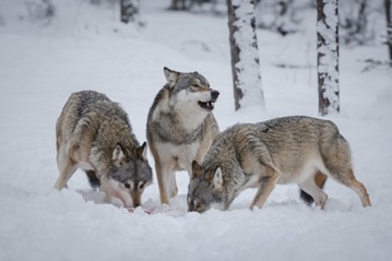 Three wolves in a snowy forest. Two are feeding on something on the ground. The third stands alert with its mouth slightly open, revealing its two bottom canines.