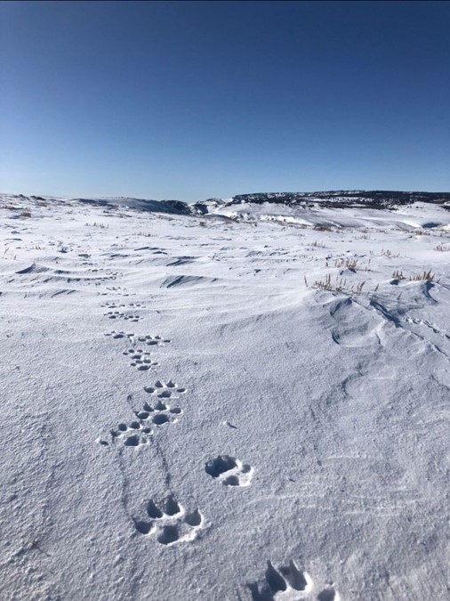 Wolf tracks observed by Colorado Parks and Wildlife in January 2020 in northwest Colorado.