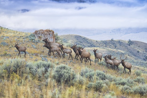 A group of elk walking across a grassy hillside with rolling hills behind them. 