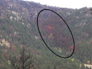 Fire retardant seen on trees two
months after the High Park Fire in 2012.