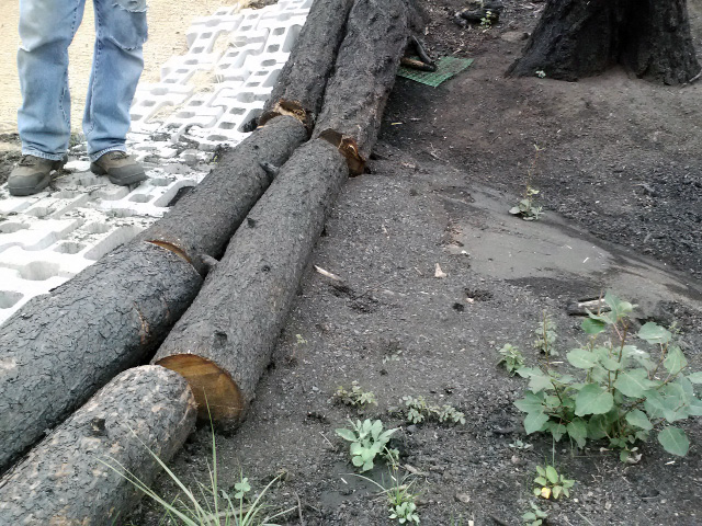Sediment collected at the front of a log dam.
