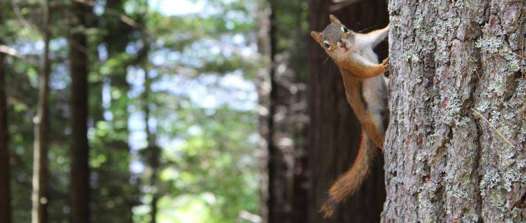 A squirrel climbs up a tree, looking at the viewer