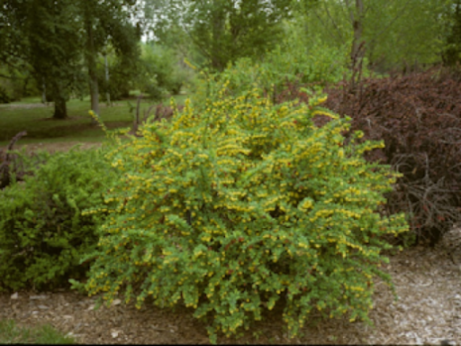 Berberis x ‘Tara’ - Emerald Carousel® Barberry