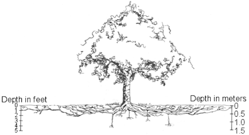 An illustration of a tree and its root system showing the depth of the root zone in feet and in meters. The illustration shows that 90-95 percent of the roots are in the top 36 inches of soil. The width of the root zone spreads approximately 2-3 times the height of the tree.